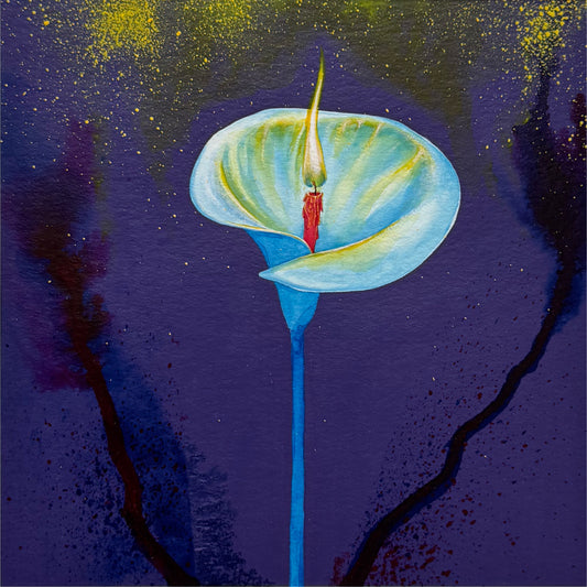 Arum nocturne