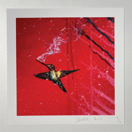 Colibralumette extinction